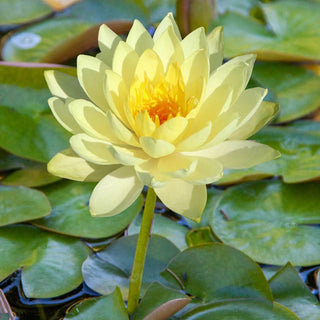 LM0000001214_3
