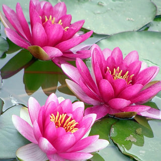 LM0000001214_4