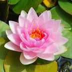 LM0000001214_5